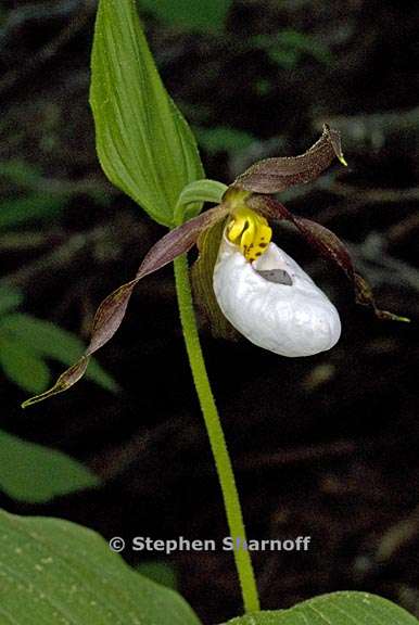 Cypripedium montanum 8 graphic